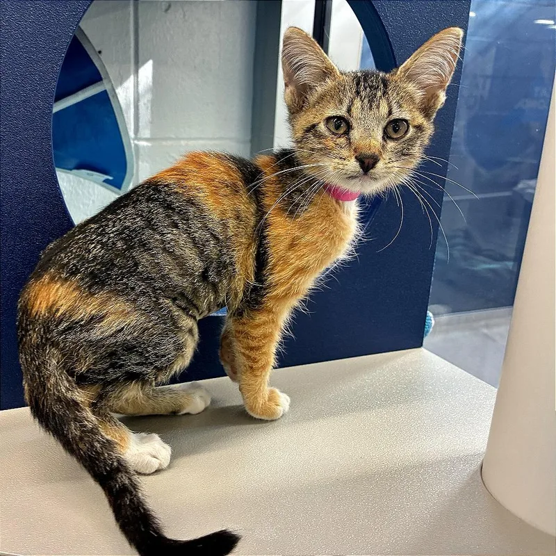 A baby small-sized female Tortoiseshell Domestic Short Hair cat named Maple for adoption in Saint Louis, MO