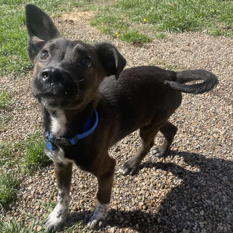 A young small-sized male Cattle Dog dog named Harlowe for adoption in West Des Moines, IA