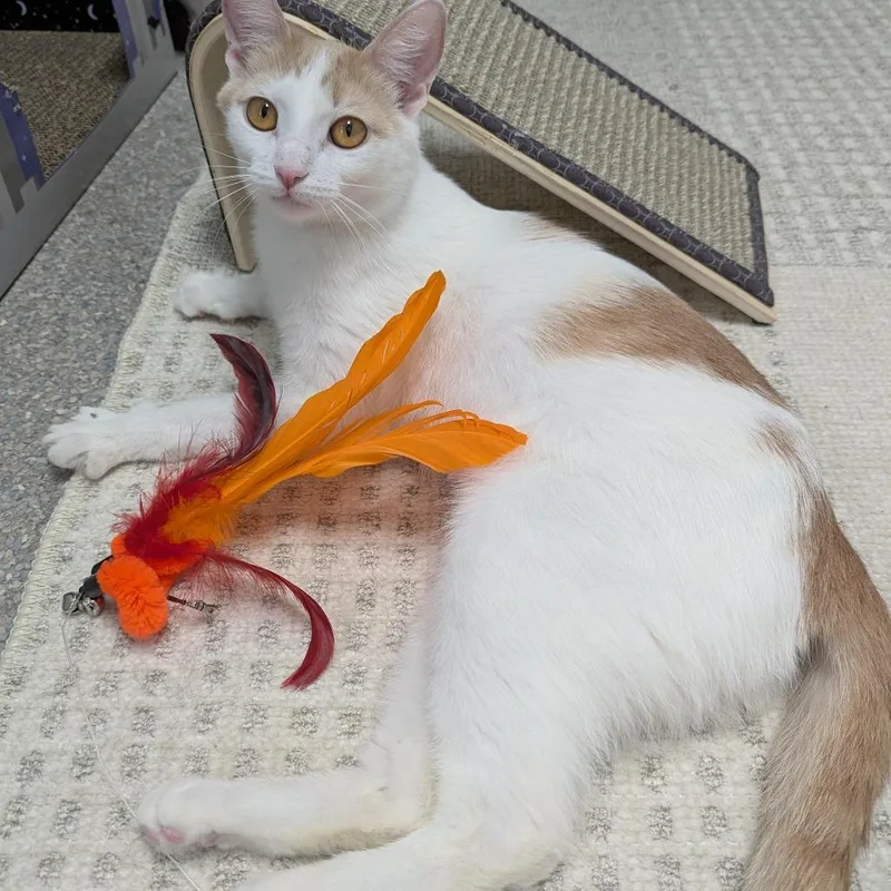 A young medium-sized female White Domestic Short Hair cat named Pixie for adoption in Downers Grove, IL