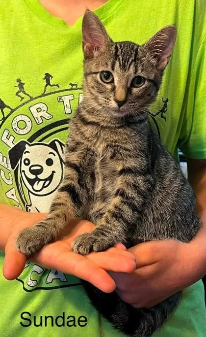 A young small-sized female Domestic Short Hair cat named Sundae for adoption in Beatrice, NE