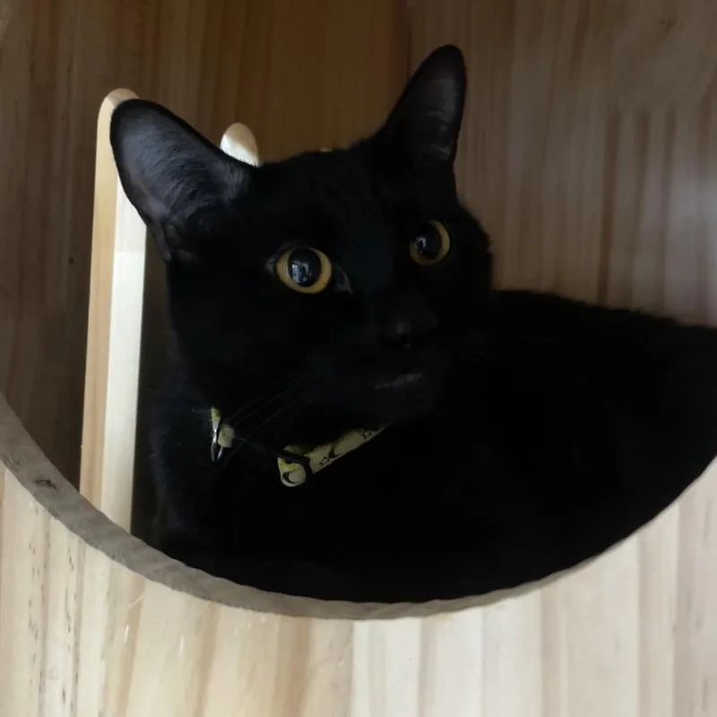 An adult medium-sized female Black Domestic Short Hair cat named Panther for adoption in Yucca Valley, CA