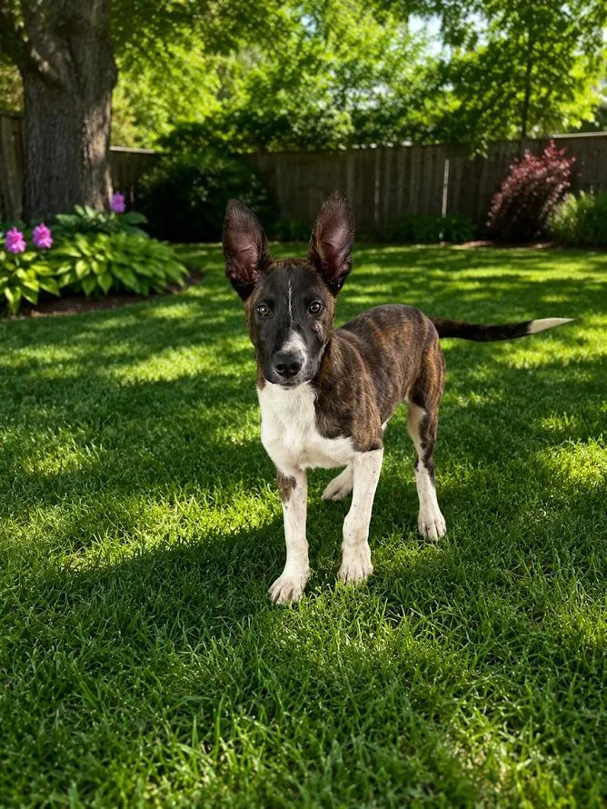 A baby medium-sized male Mixed Breed dog named Dopey for adoption in Center, TX