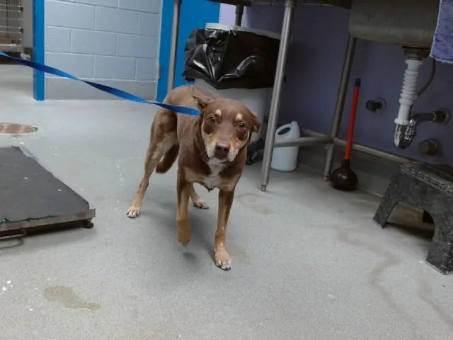 An adult medium-sized female Australian Kelpie dog named Carmala for adoption in Albuquerque, NM