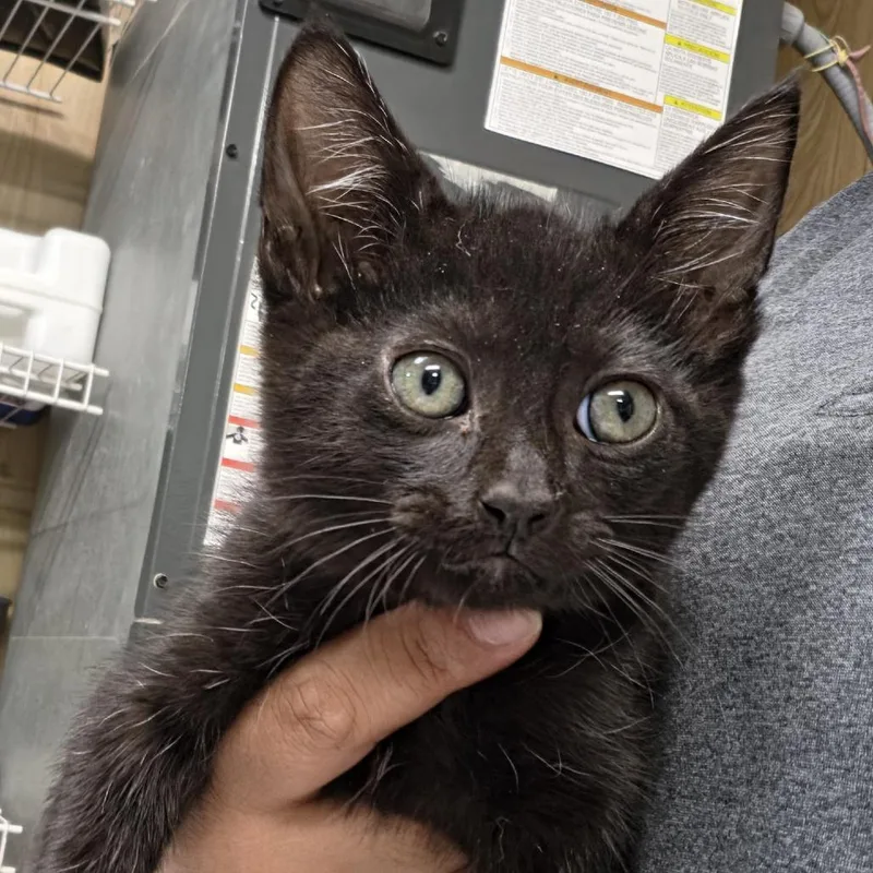 A baby small-sized male Black Domestic Short Hair cat named Mr. Whiskerton for adoption in Leander, TX