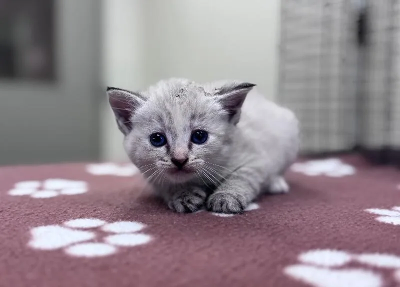 A young medium-sized female White Siamese cat named Motive for adoption in Disputanta, VA