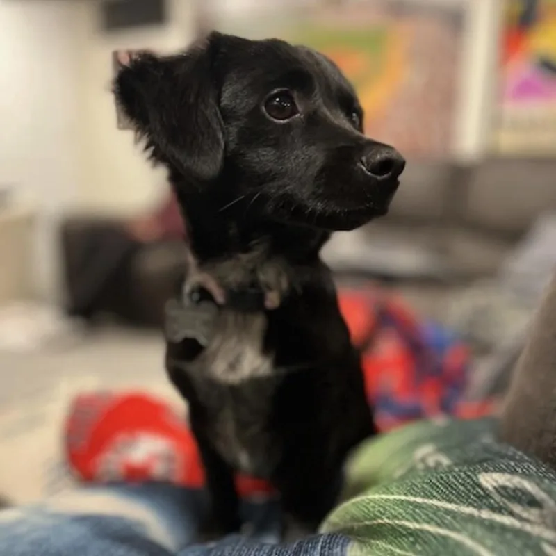 A baby small-sized female Black Poodle dog named Tootie for adoption in Norwalk, CT
