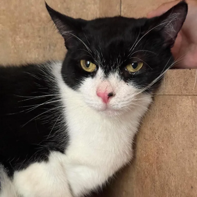 An adult small-sized male Black Domestic Short Hair cat named Mr.kibble for adoption in Tampa, FL