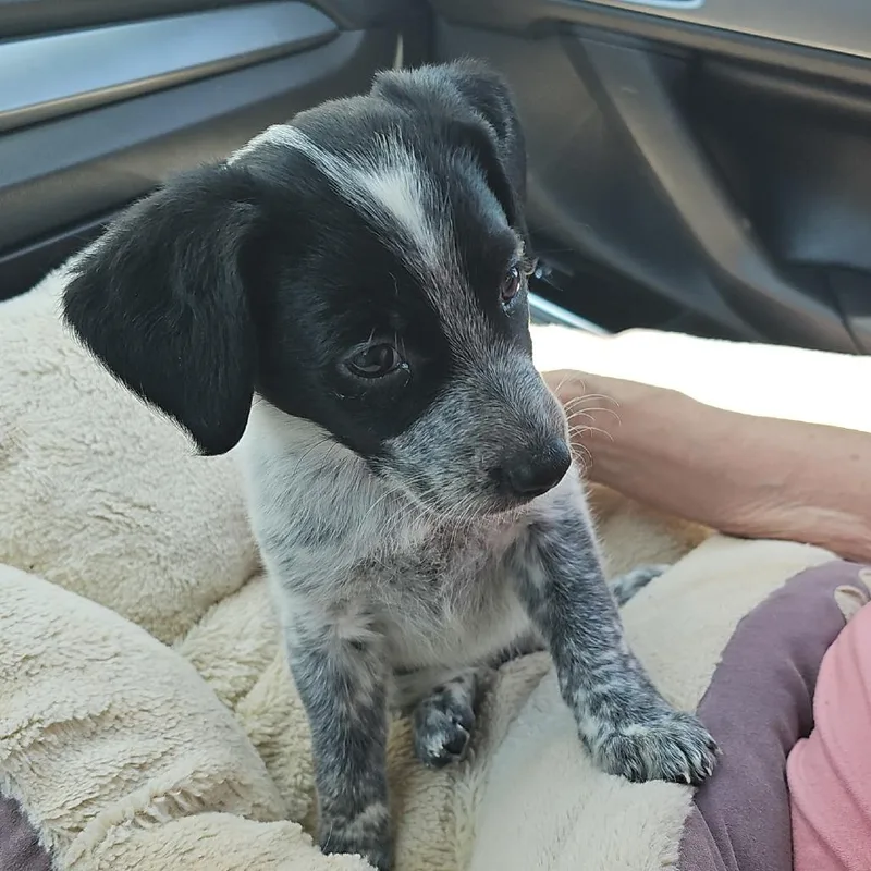 A baby medium-sized female Gray / Blue / Silver Australian Cattle Dog / Blue Heeler dog named Cindy Lou Who for adoption in Chandler, AZ