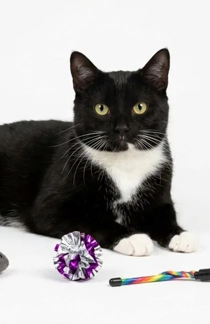 A young small-sized female Domestic Short Hair cat named Zsa Zsa for adoption in Cumming, GA