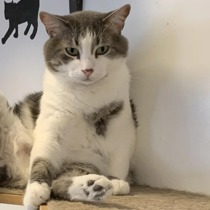 An adult medium-sized male Gray & White Domestic Short Hair cat named Handsome for adoption in Saint Charles, MO