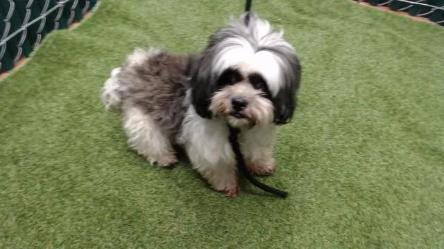 An adult medium-sized female Shih Tzu dog named Sage for adoption in Downey, CA