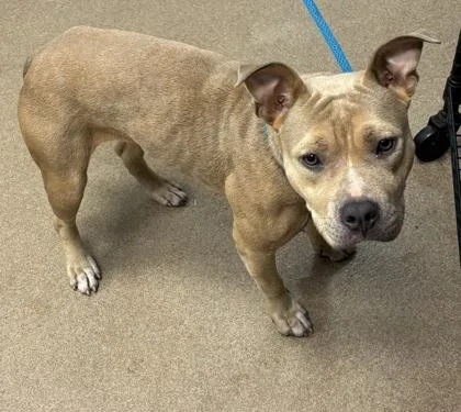 An adult medium-sized female Mixed Breed dog named Idonia for adoption in Chamblee, GA