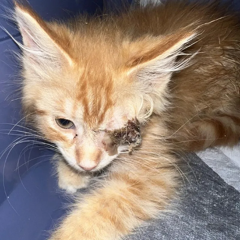 A baby small-sized male Orange / Red Domestic Long Hair cat named Popcorn for adoption in Brooklyn, NY