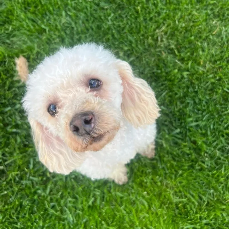Polly thumbnail 3