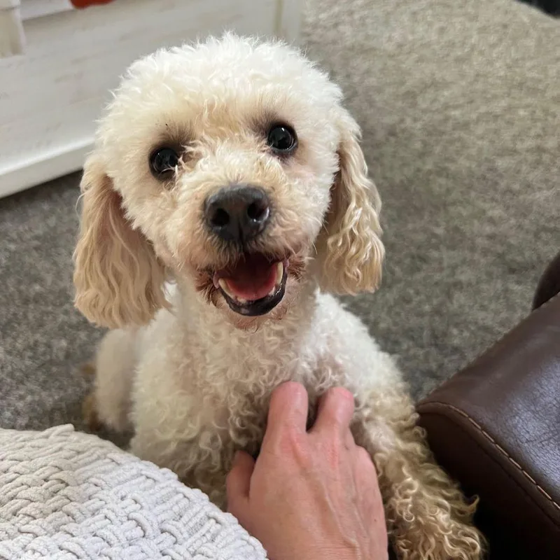 An adult small-sized female Miniature Poodle dog named Polly for adoption in Barrington, IL