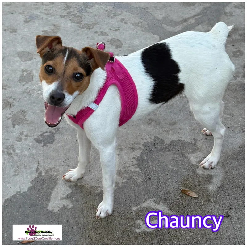Chauncy