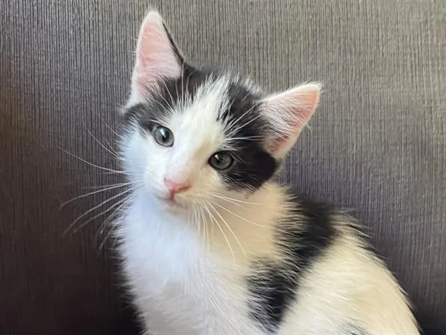 A baby small-sized male Domestic Short Hair cat named Ronaldo for adoption in Palo Alto, CA