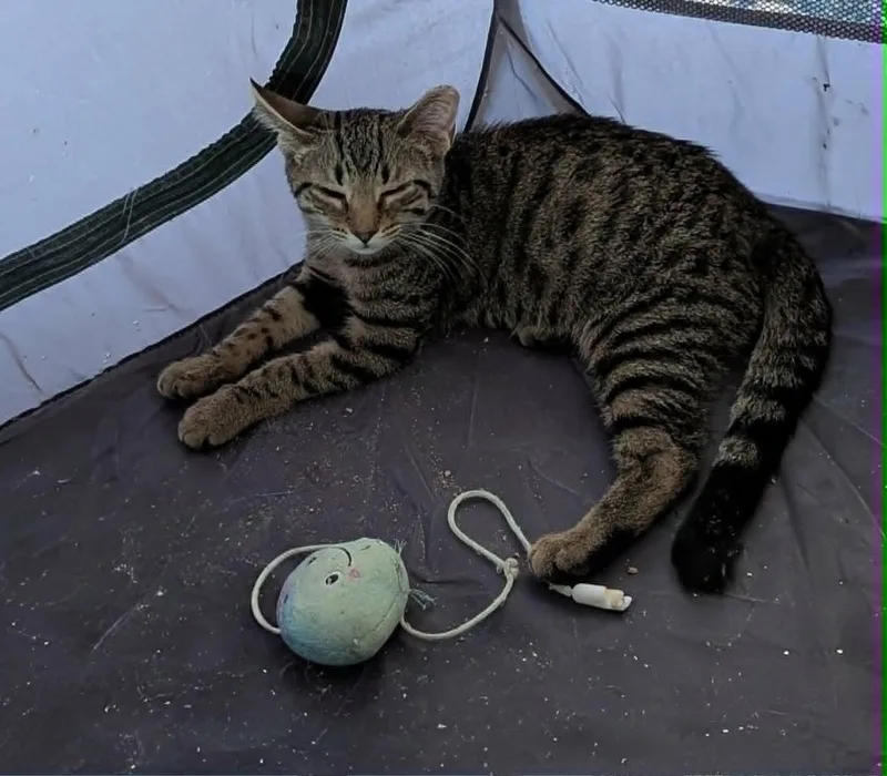 A baby medium-sized male Tabby (Brown / Chocolate) Domestic Short Hair cat named Rigatoni for adoption in Bayonne, NJ