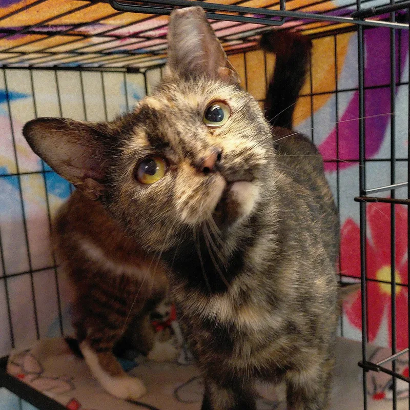 An adult medium-sized female Tortoiseshell Domestic Short Hair cat named Artemis for adoption in Stanley, VA