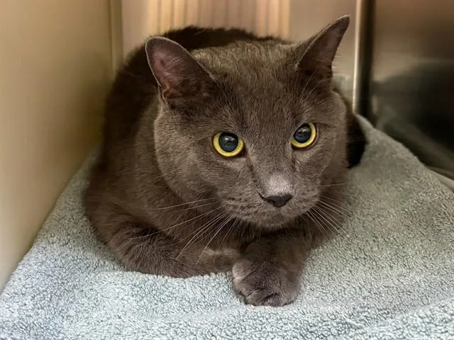 A young medium-sized male Domestic Short Hair cat named Rasputin for adoption in Colorado Springs, CO