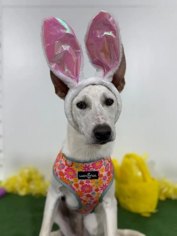 A baby medium-sized female White / Cream Carolina Dog dog named Cher for adoption in Carlsbad, CA