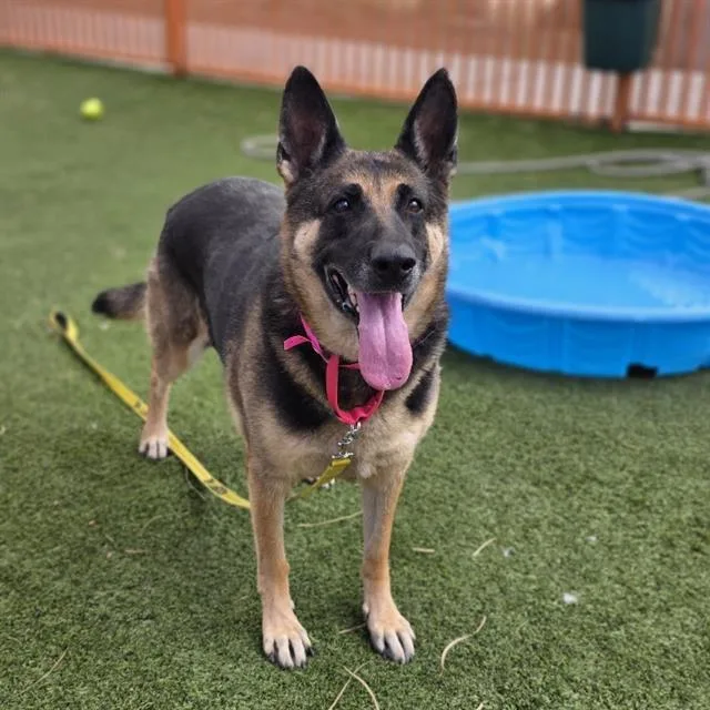 An adult large-sized female German Shepherd Dog dog named Delilah for adoption in Las Vegas, NV