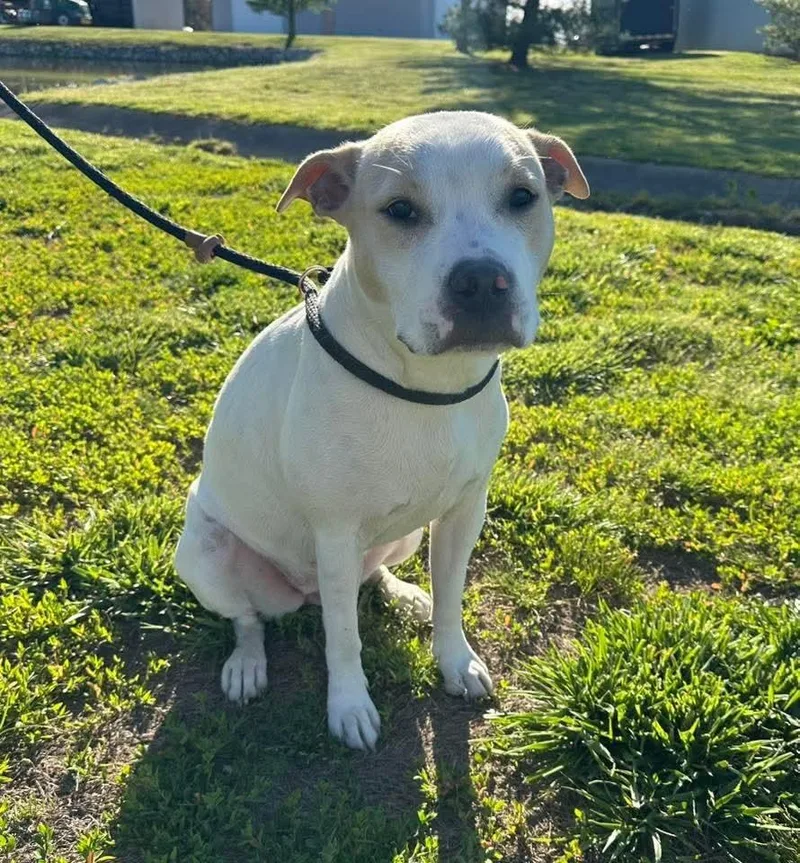 An adult medium-sized female Pit Bull Terrier dog named Waverly for adoption in Evansville, IN