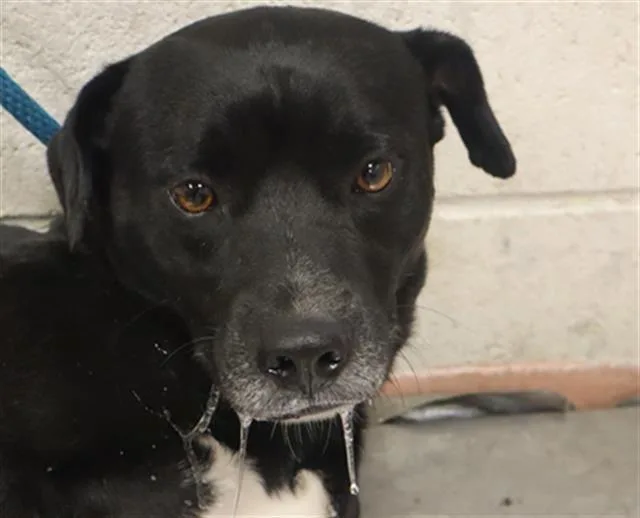 A young medium-sized male Mixed Breed dog named Mj for adoption in Columbia, SC