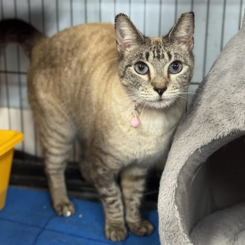 An adult medium-sized female Brown / Chocolate Siamese cat named Lana for adoption in Miami, FL