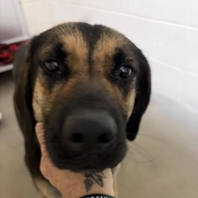 An adult medium-sized female Brown / Chocolate Australian Shepherd dog named Daisy for adoption in Palestine, TX