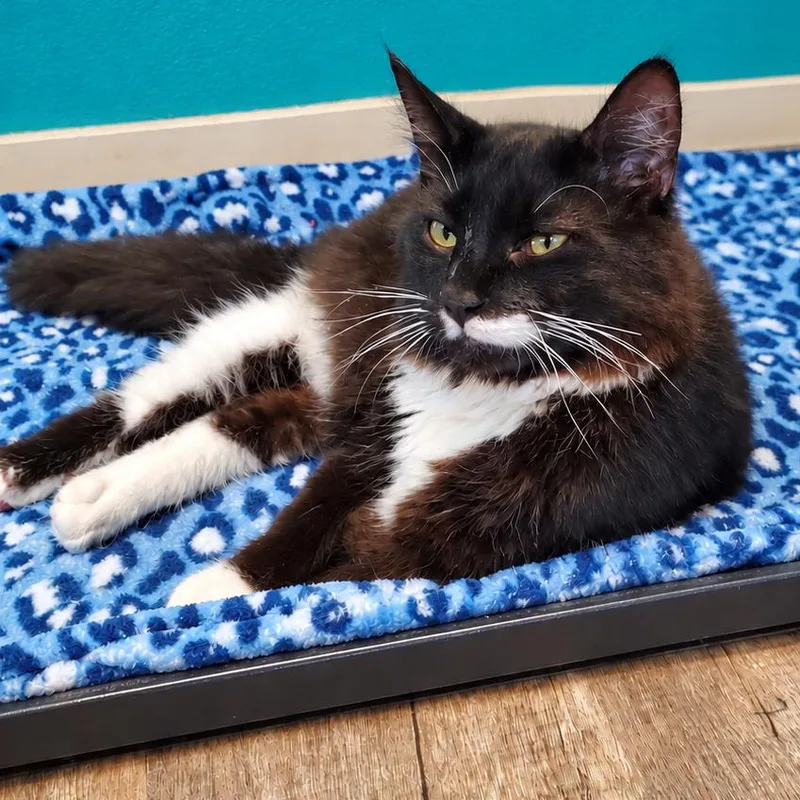 An adult medium-sized male Black Domestic Long Hair cat named Sylvester for adoption in Jefferson city, TN