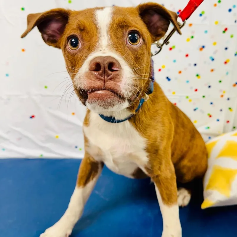 A young small-sized male Brindle Boston Terrier dog named Zebco for adoption in Lebanon, MO