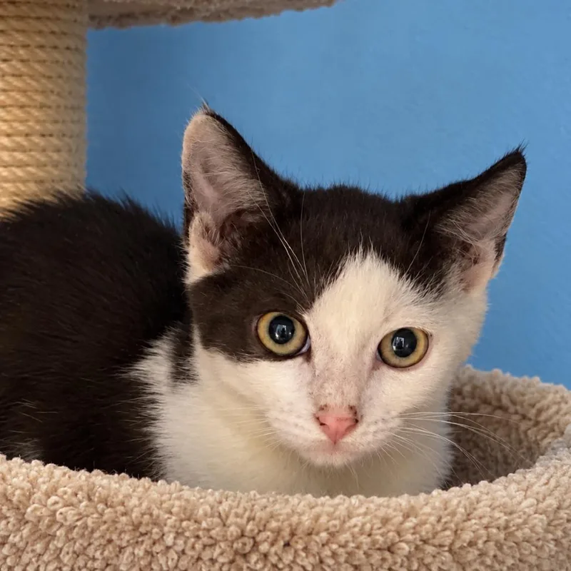 A baby small-sized male Black Domestic Short Hair cat named Noodle for adoption in Hemet, CA