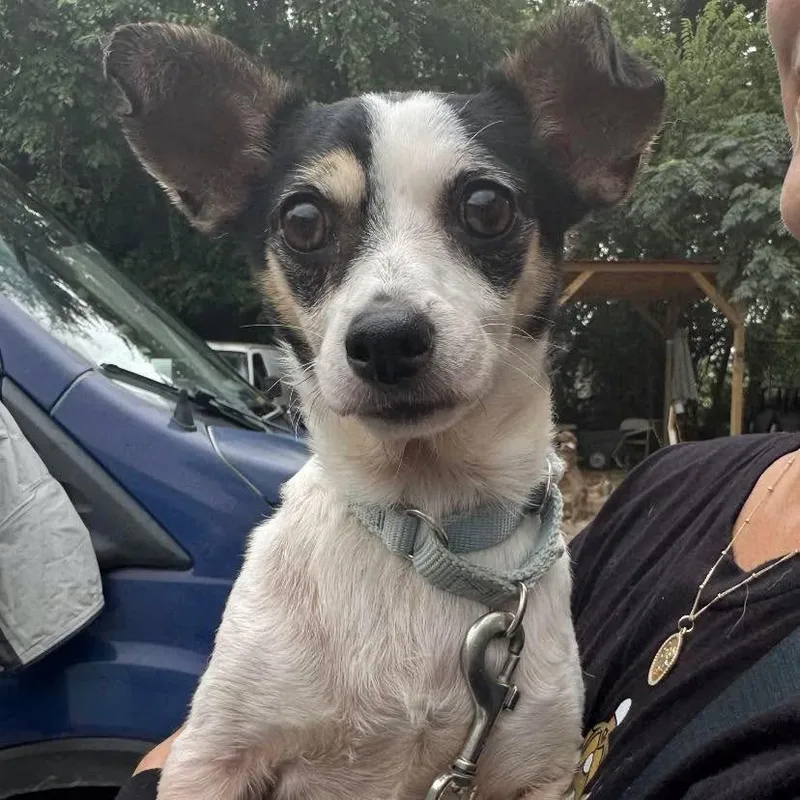 A senior small-sized female Chihuahua dog named Gamestop Manager for adoption in Austin, TX