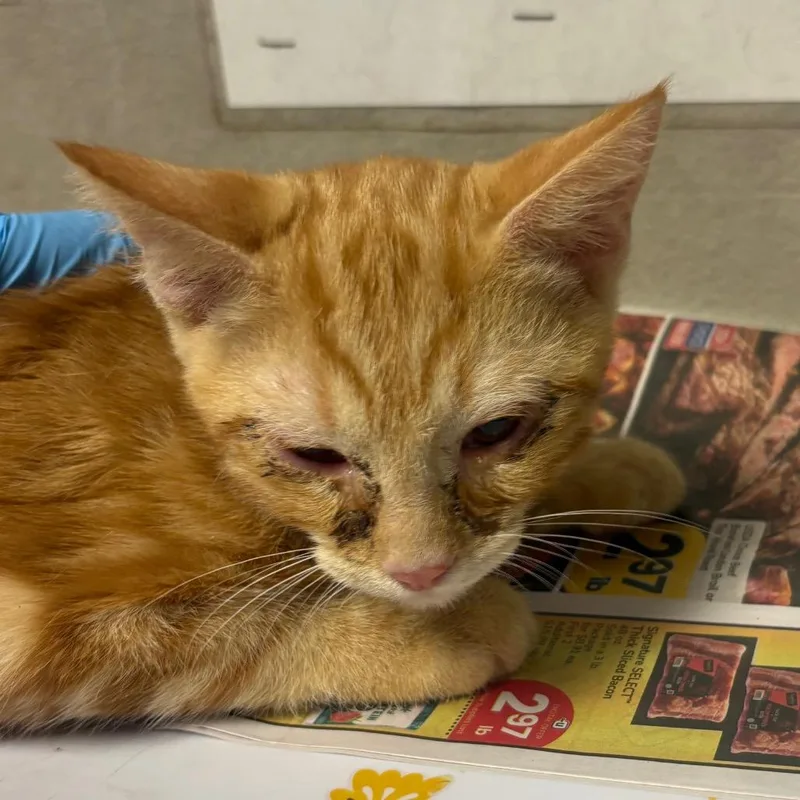 A young small-sized male Orange / Red Domestic Short Hair cat named Fall for adoption in Yuma, AZ