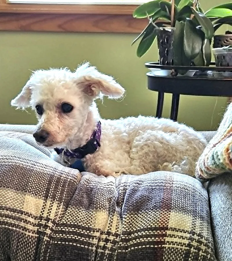 A senior small-sized female White / Cream Poodle (Toy) dog named Bailey for adoption in Whitewater, WI