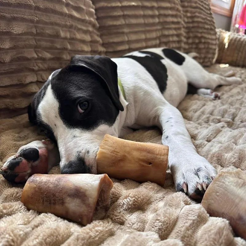 A young medium-sized male Black Hound dog named Poblano for adoption in Salem, NH