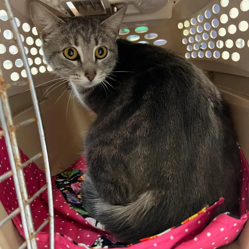 A young medium-sized female Gray / Blue / Silver Domestic Short Hair cat named Scrunchie for adoption in Charlottesville, VA