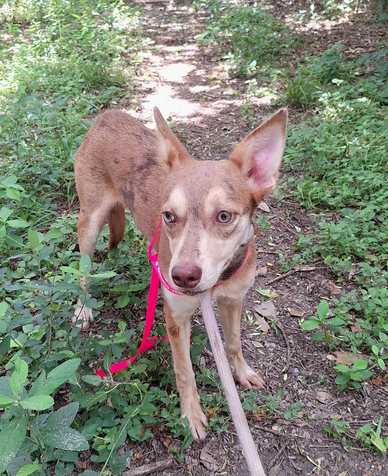 An adult medium-sized female Merle (Red) Catahoula Leopard Dog dog named Arnisha Wat for adoption in Missouri City, TX