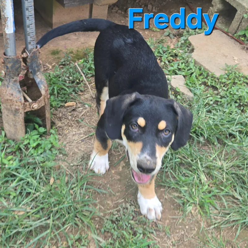 A baby medium-sized male Black Australian Shepherd dog named Freddy for adoption in Newfoundland, NJ