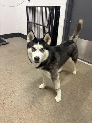 A young medium-sized male Black Husky dog named Adam for adoption in Cleveland, OH