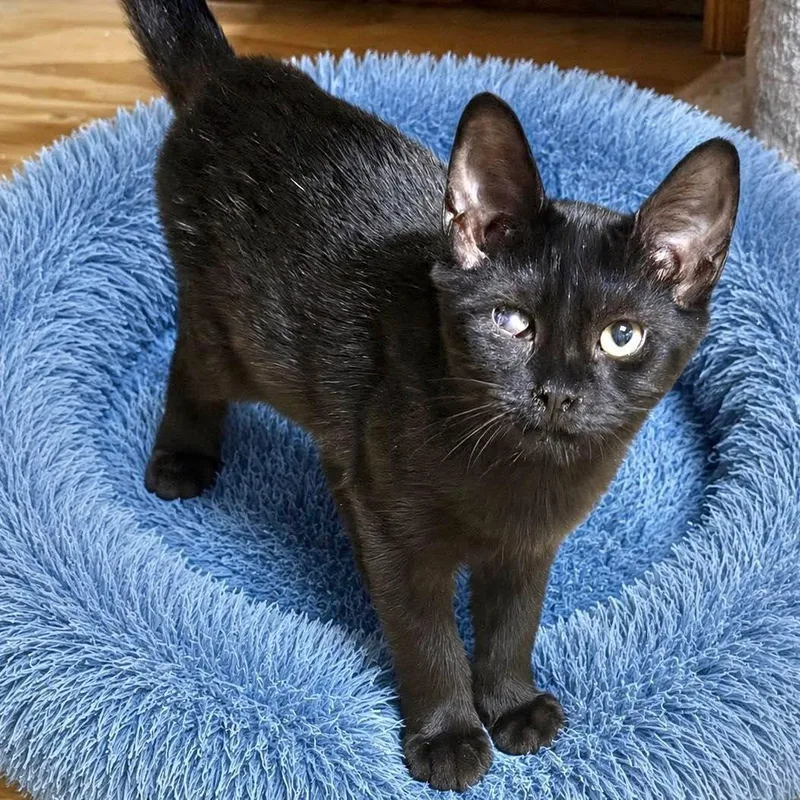 A baby small-sized male Domestic Short Hair cat named Dak for adoption in Grand Bay, AL