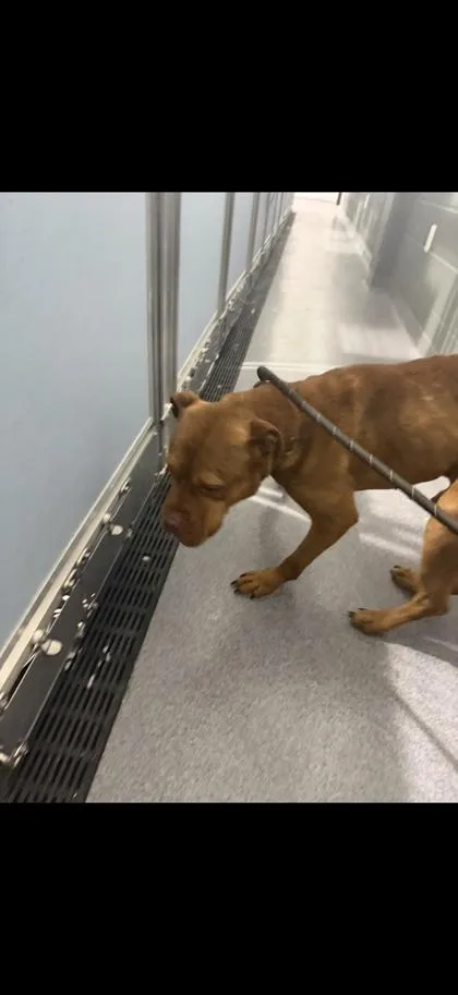 An adult medium-sized male Mixed Breed dog named Churro for adoption in West Chester, PA