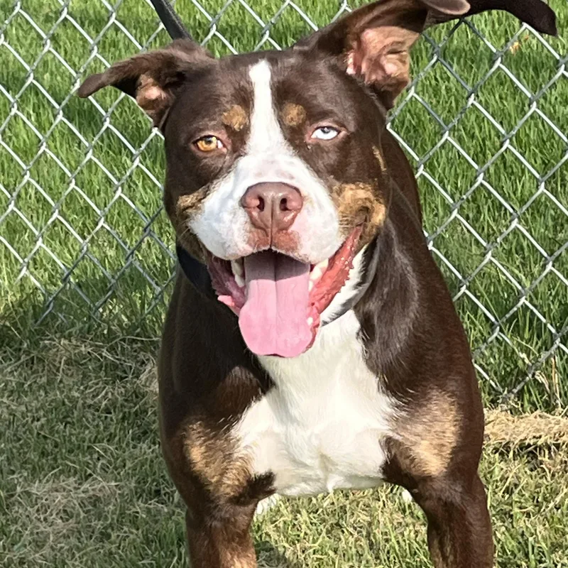A young medium-sized male Brown / Chocolate Boxer dog named Trapper for adoption in Norton, MA