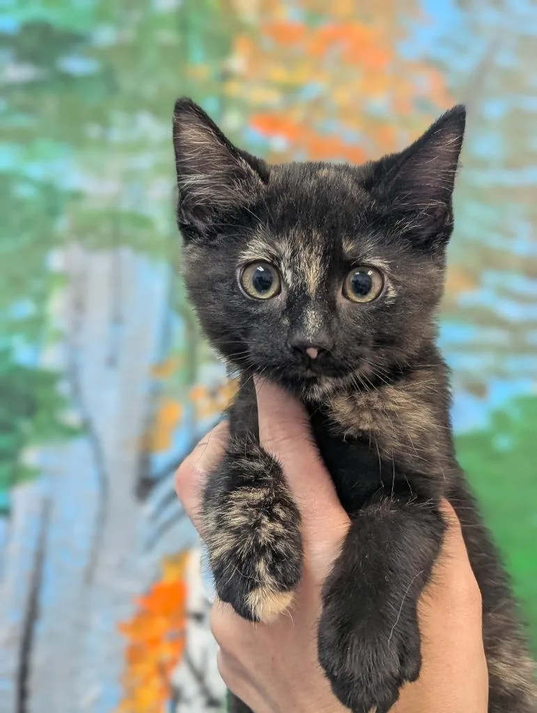 A baby small-sized female Domestic Short Hair cat named Dust Bunny for adoption in New Braunfels, TX