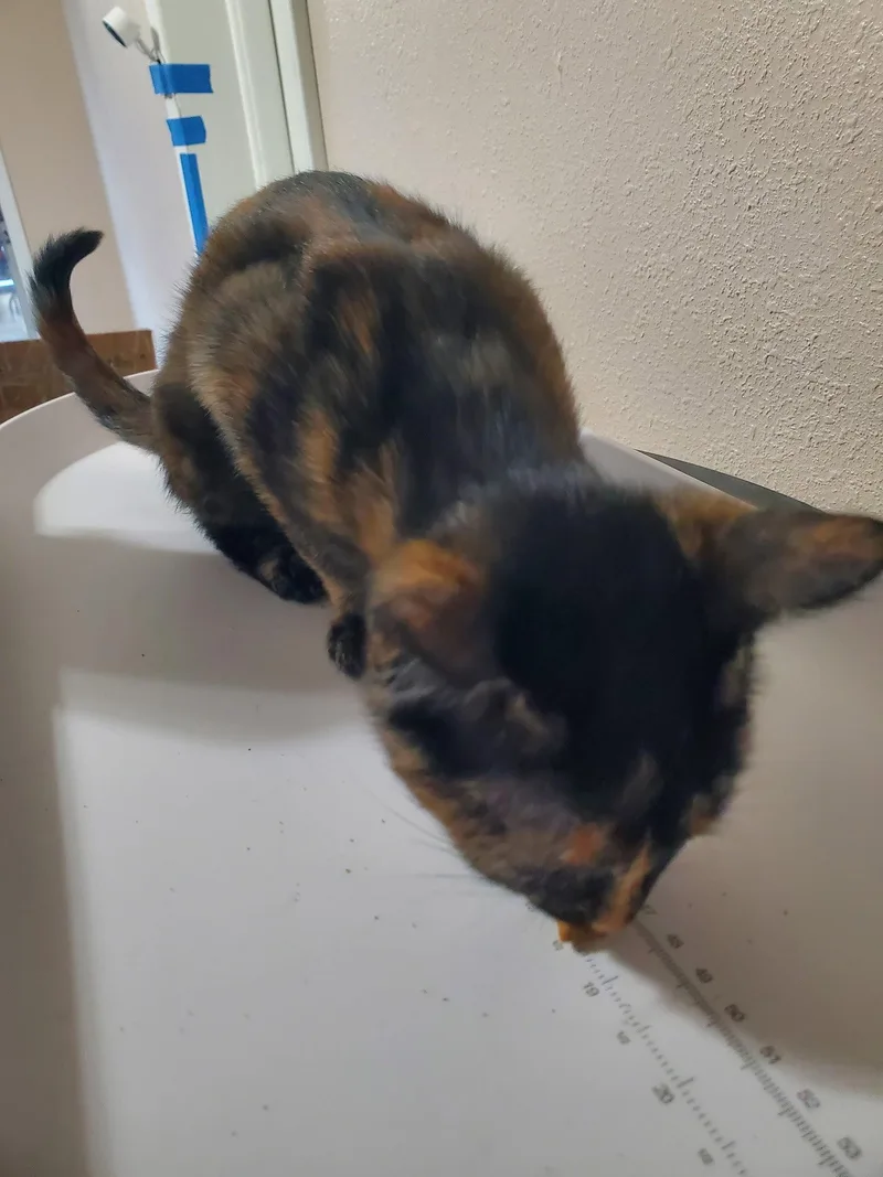 A baby medium-sized female Domestic Short Hair cat named Emerald for adoption in Oviedo, FL