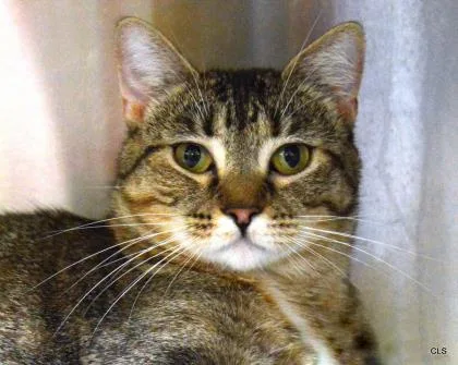 A senior medium-sized female Domestic Short Hair cat named Harriet for adoption in Kansas City, MO