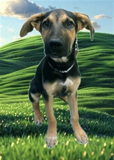 A young small-sized male German Shepherd Dog dog named Chester for adoption in Lancaster, CA