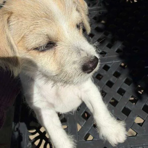 A baby small-sized male Yellow / Tan / Blond / Fawn Jack Russell Terrier dog named Archer for adoption in Broken Arrow, OK