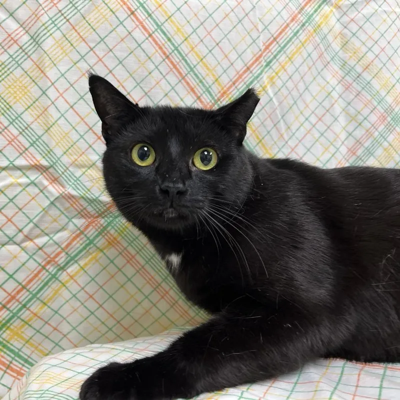 An adult large-sized female Black Domestic Short Hair cat named Scry for adoption in Lyndhurst, VA